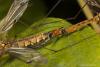 120572 – Photo : Francois Diemert – France (44)