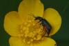 120865 – Photo : Peulh – France (61)