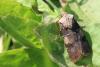 120771 – Photo : Lionel Casset – France (77)