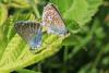 120789 – Photo : Lionel Casset – France (77)
