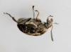 120310 – Photo : Renko Usami – France (59)
