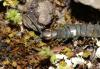 120350 – Photo : Duborget Robin – France (20)
