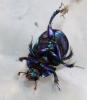 Anoplotrupes stercorosus