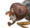 120835 – Photo : lauriaut – France (83)