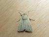 120769 – Photo : jeromebubu – France (81)