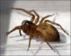 Amaurobius sp.