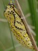 120726 – Photo : Pascal Vigneron – France (52)