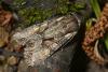 120364 – Photo : Christophe Quintin – France (21)