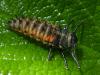 Harmonia axyridis