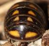 120550 – Photo : Duborget Robin – France (05)