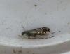 120655 – Photo : Guénael Hallart – France (02)