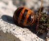 120845 – Photo : clovis – France (34)