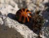 120846 – Photo : clovis – France (34)