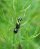 120563 – Photo : H. Dumas – France (13)
