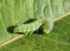 120393 – Photo : Insectesidf – France (61)
