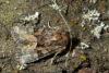 120379 – Photo : Christophe Quintin – France (21)