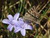 120308 – Photo : Yoann Pelouard – France (06)