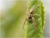 120981 – Photo : patrick derennes – France (44)