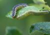 120451 – Photo : patrick derennes – France (44)