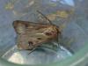 120891 – Photo : Lunox – France (75)