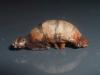 120602 – Photo : Nicolas Baudet – France (77)