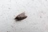 120938 – Photo : Vita – France (53)