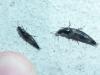 Quedius sp.