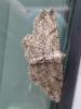 Peribatodes rhomboidaria