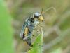 120531 – Photo : Bobabar – France (95)
