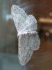 Idaea seriata