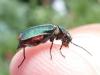 Malachius bipustulatus