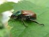 120900 – Photo : Bobabar – France (95)