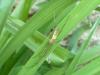 Tetragnatha sp.