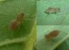 Clubiona sp.