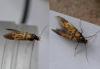 120439 – Photo : Dominique THAUVIN – France (45)