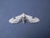 120491 – Photo : Dominique THAUVIN – France (45)