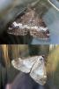 120955 – Photo : Luc Dietrich – France (67)