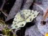 120485 – Photo : Vincent VALLI – France (51)