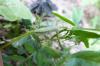 120225 – Photo : Vita – France (53)