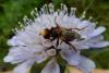 120850 – Photo : Éric Maurice – France (88)