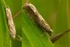 120958 – Photo : Castor – France (36)