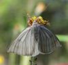 120486 – Photo : Vincent VALLI – France (51)