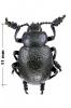 120320 – Photo : P.Deschamps – France (65)