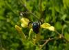120939 – Photo : Gomjabar35 – France (29)
