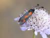 120930 – Photo : Jc.grandmaire – France (83)