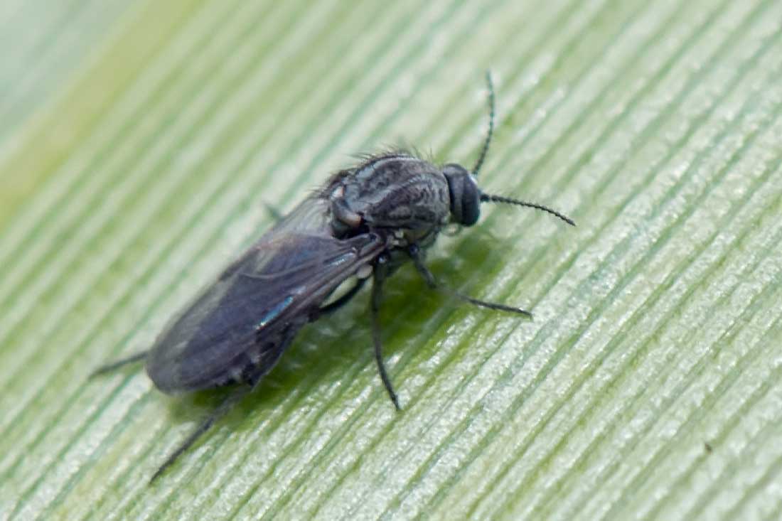 Eugène Vandebeulque - Dasyhelea sp. - réf. 120274 (1100 x 733 pixels, 57 ko)