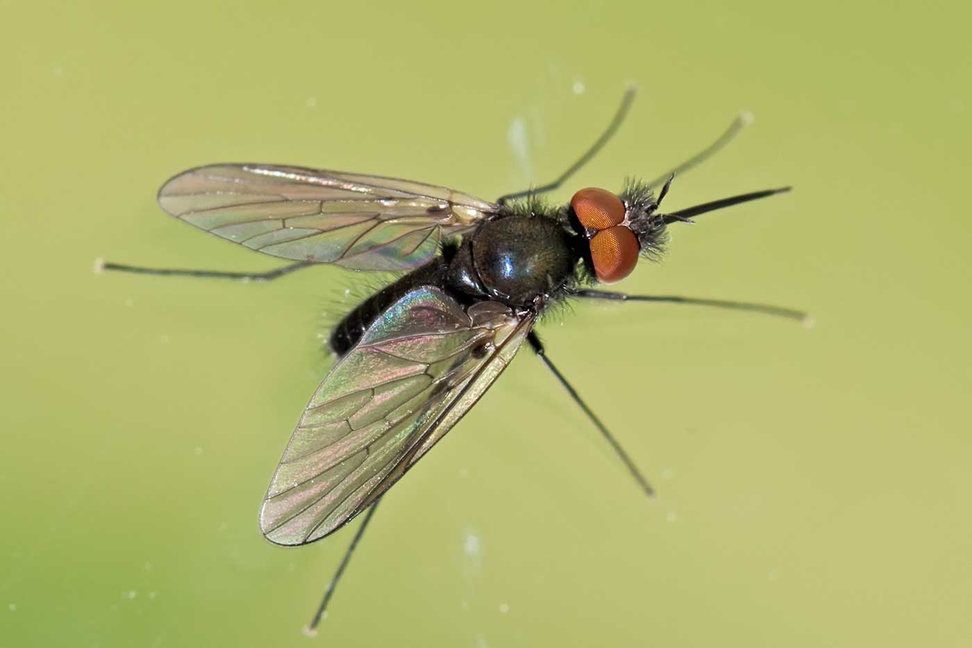 Eugène Vandebeulque - Phthiria sp. - réf. 120734 (1400 x 933 pixels, 42 ko)