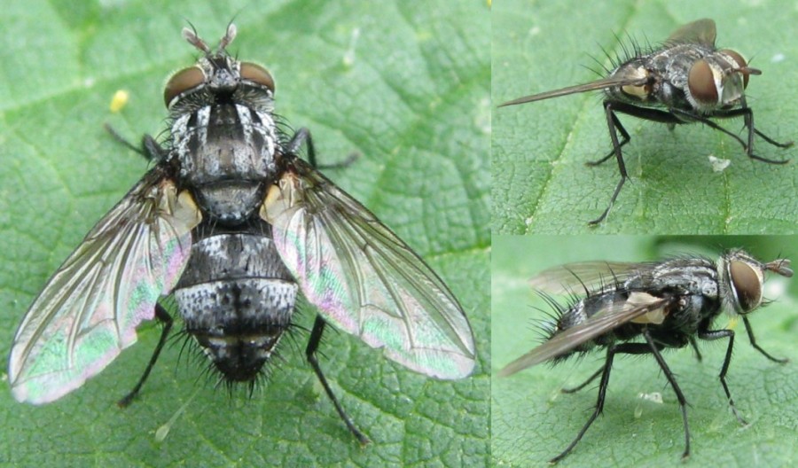 ADELSKI Adrien - Nemorilla sp. - réf. 120890 (900 x 528 pixels, 128 ko)