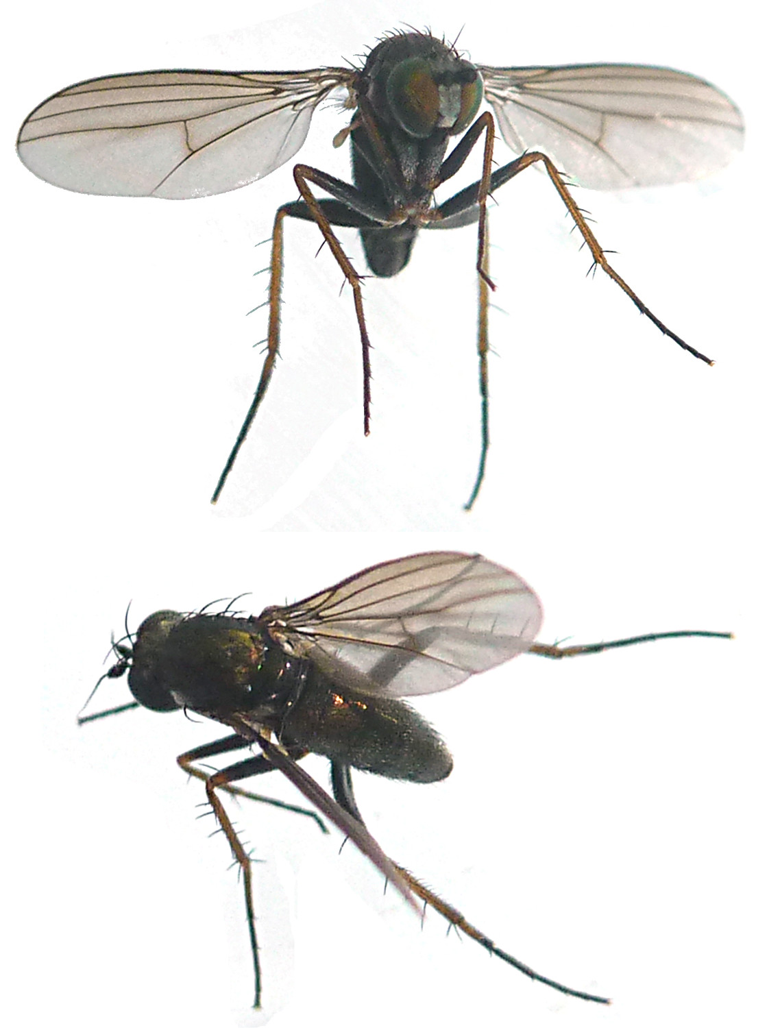 Michel Bertrand - Gymnopternus cupreus - réf. 120977 (1122 x 1500 pixels, 190 ko)