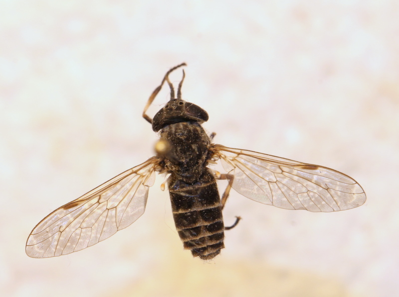 clovis - Haematopota sp. - réf. 120814 (800 x 597 pixels, 156 ko)